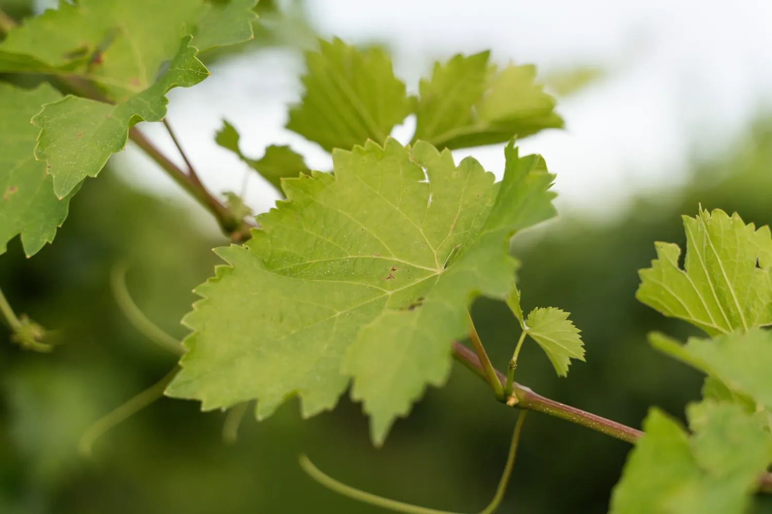 Foglia di vite in uno dei nostri vigneti