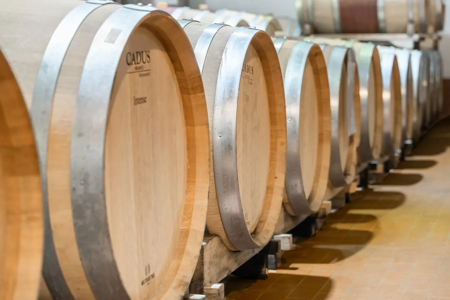 Fila di botti nella cantina