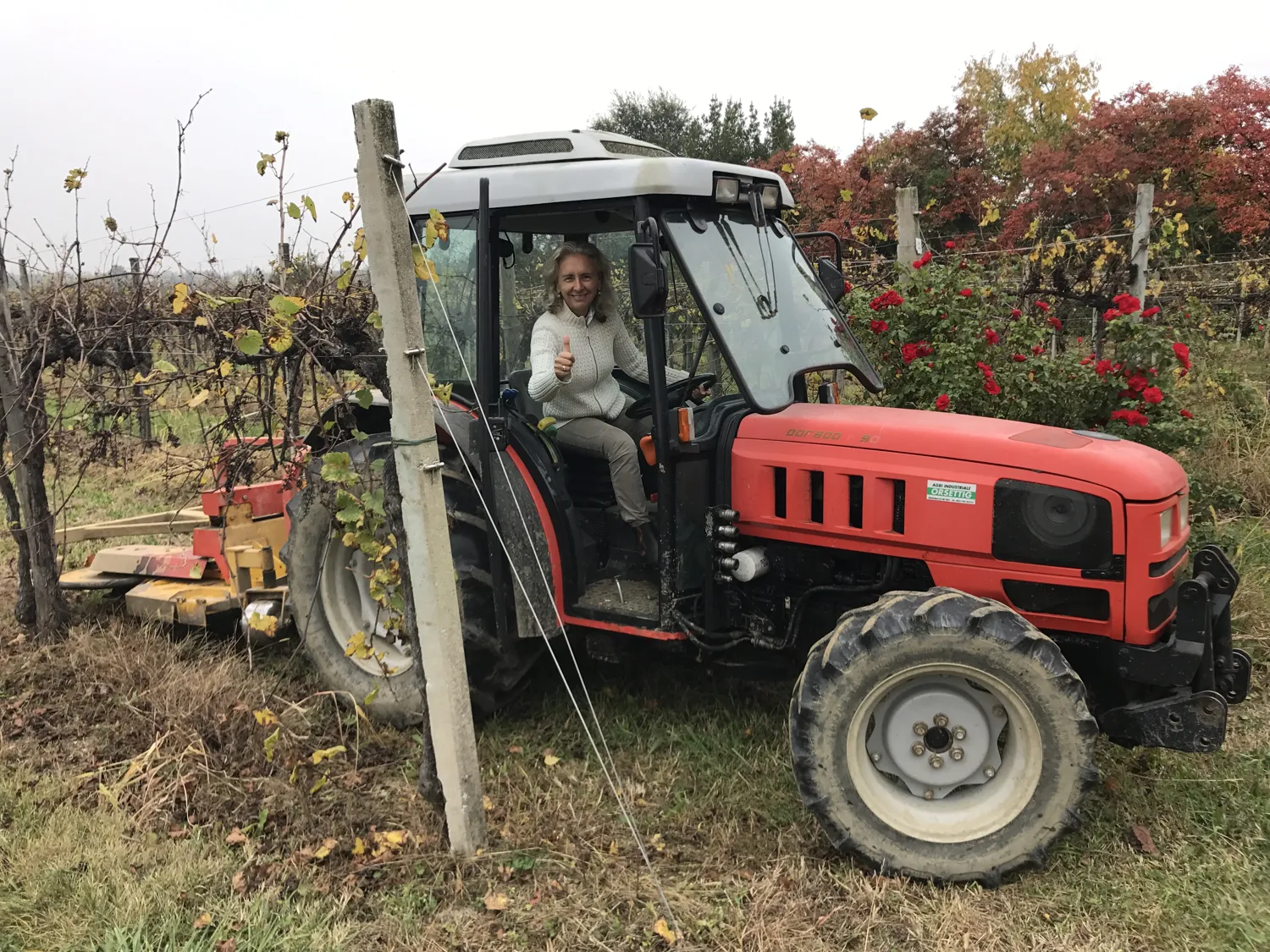 Lavoro in vigna: alla guida di un trattore tra i filari in autunno