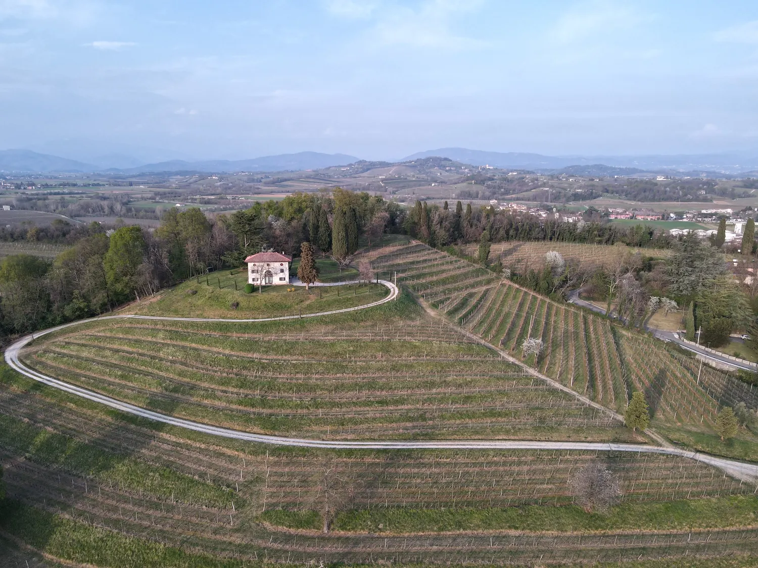 Veduta aerea di colline e filari nella zona di Manzano