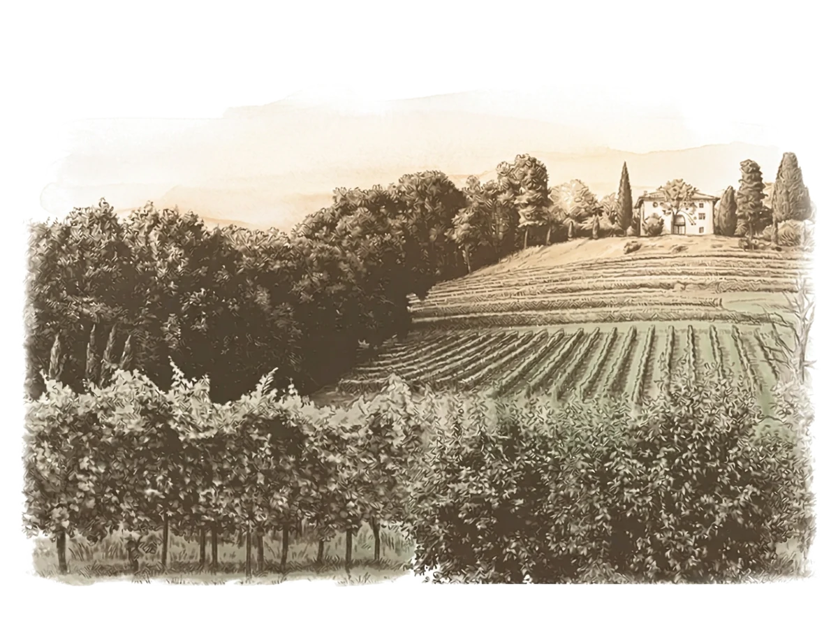Interpretazione in stile incisione antica in toni seppia con leggere sfumature ambrate e verdi dei filari e della casetta sulla collina di Manzano