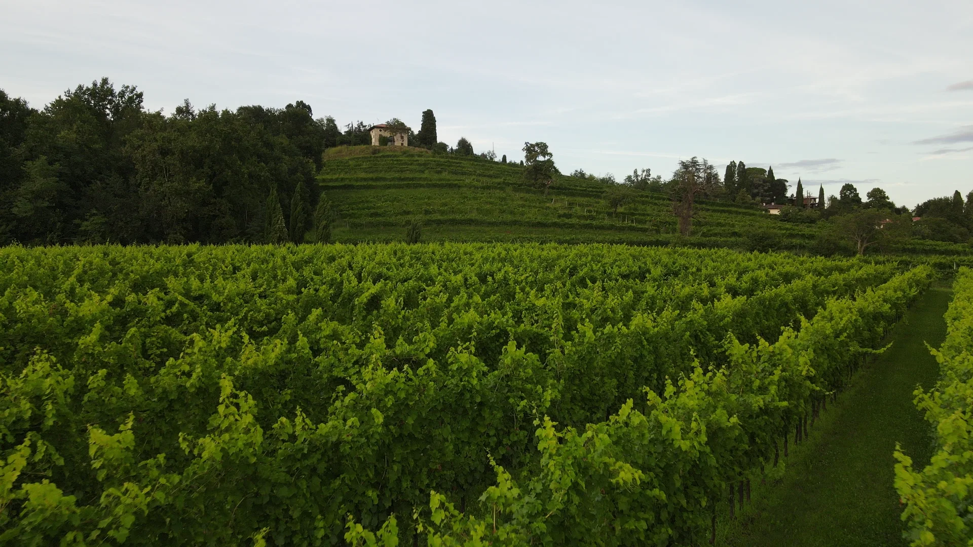 Filari verdi e casa sulla collina di Manzano, fotogramma della ripresa reale